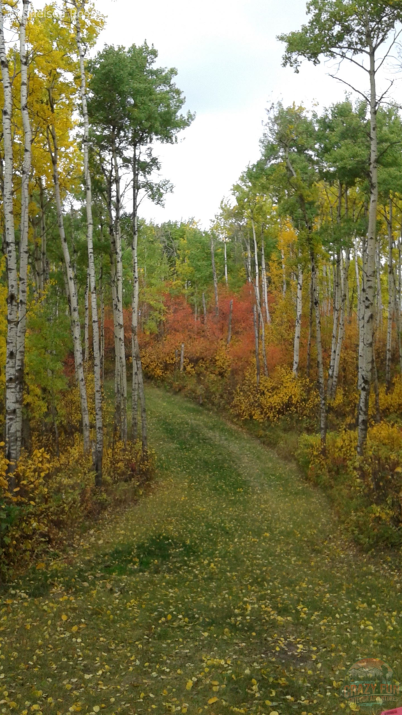 Easy hiking near me at Strathcona Wilderness Centre.