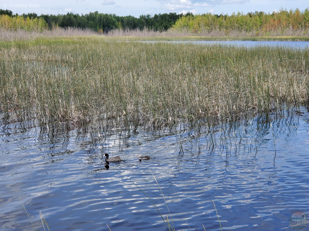 Ducks swimming by.