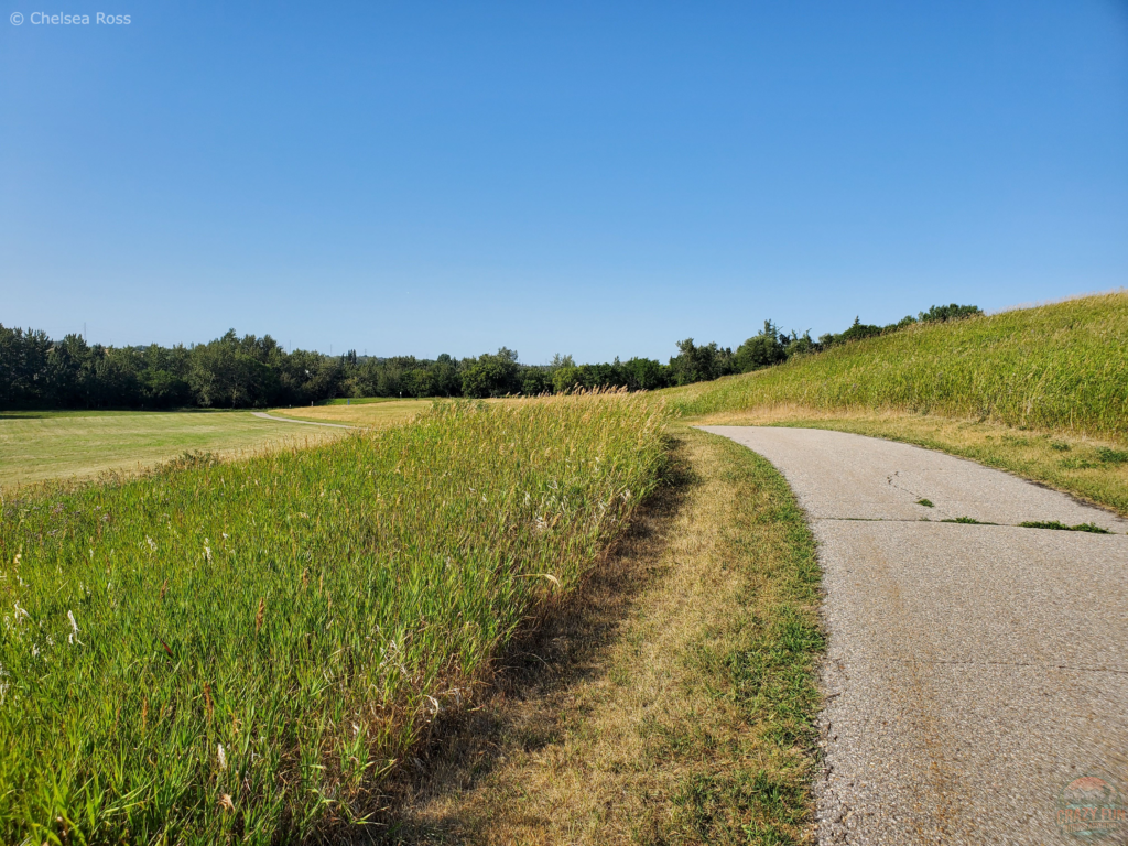 Looking at a pathway in the middle of a field.