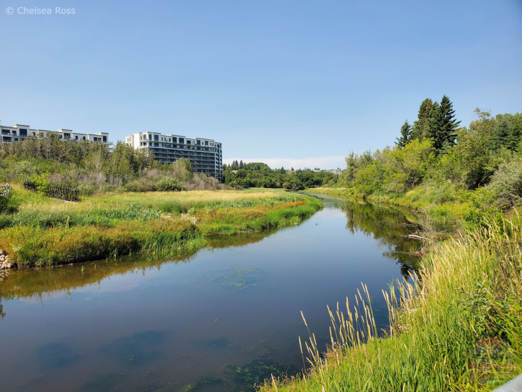 Picture of the river in St. Albert.