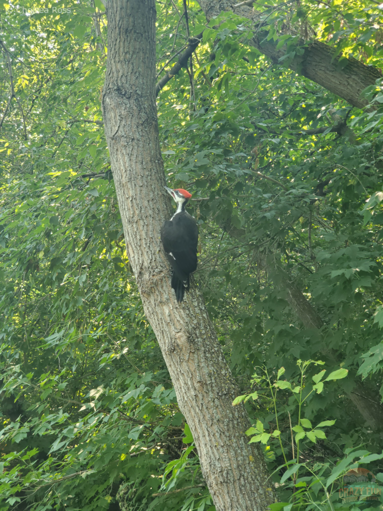 Picture of a woodpecker.