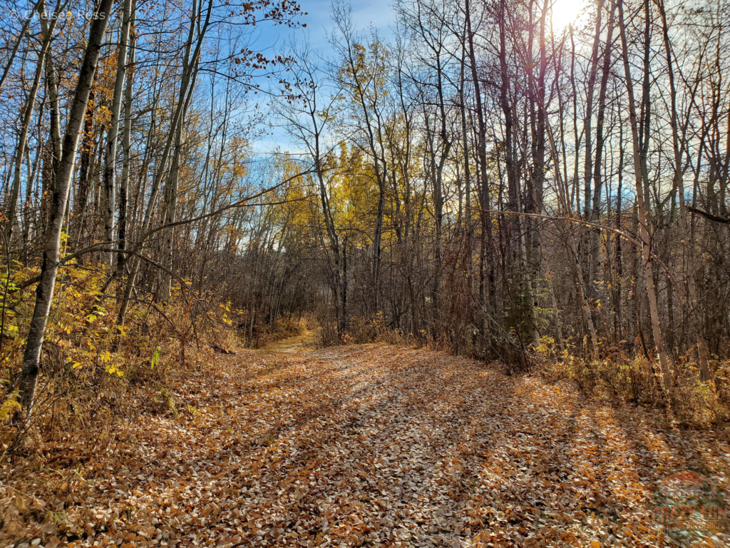 The fall leaves that have fallen down on the path.