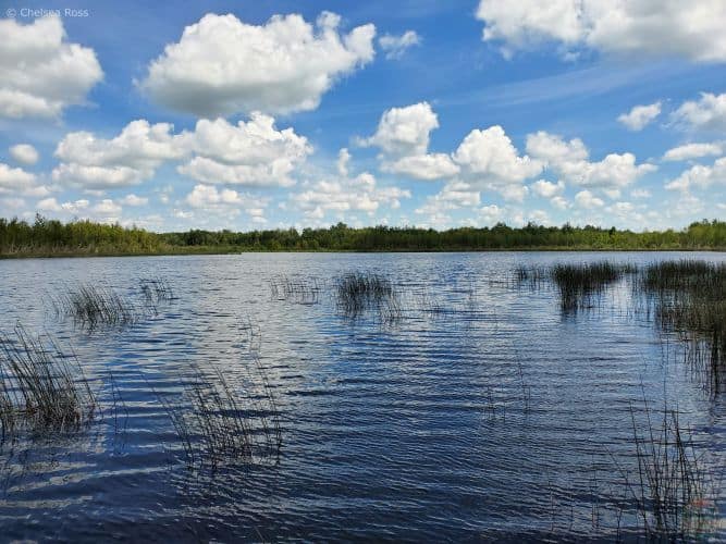 City to Wilderness hiking by walking at Clifford E. Lee Nature Sanctuary,