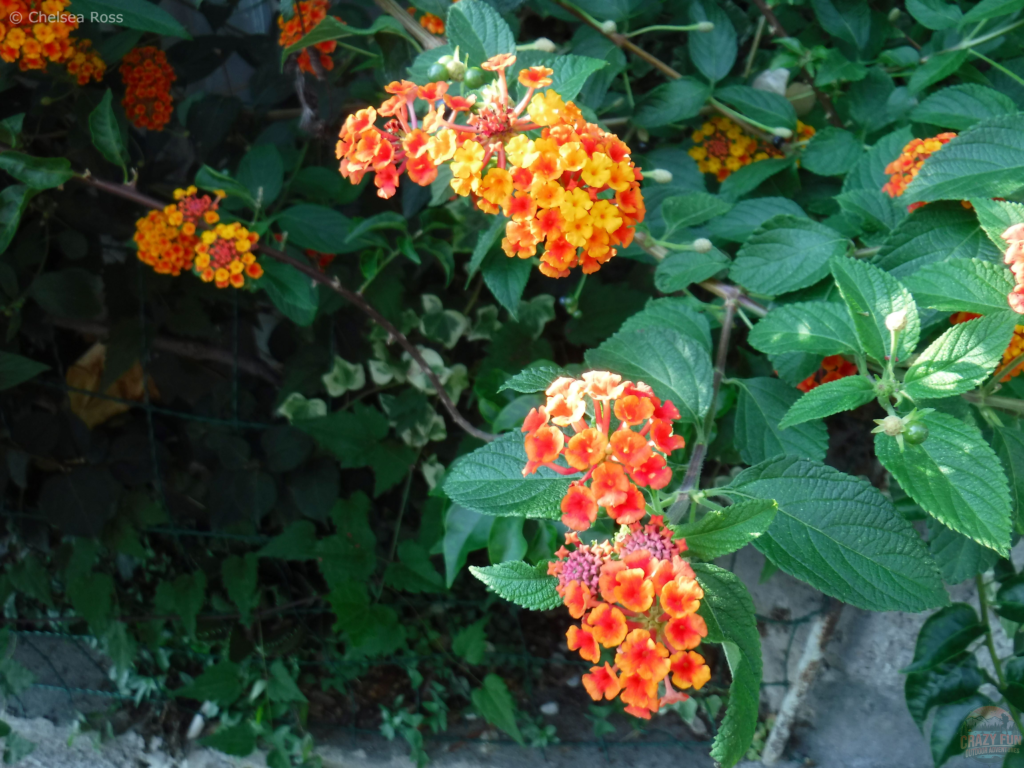 We saw gorgeous orange and yellow flowers on our unexpected hike to Nocelle.