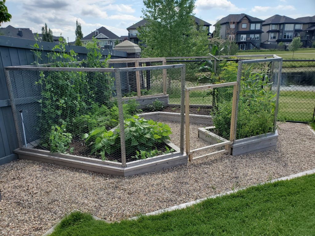 Vegetables in a garden to make a fresh summer salad.