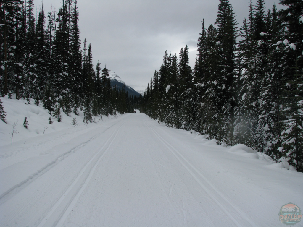 Cross-country skiing tracks on both sides of the road. 