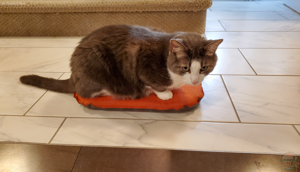 Cat sitting on the orange MEC seat cushion.