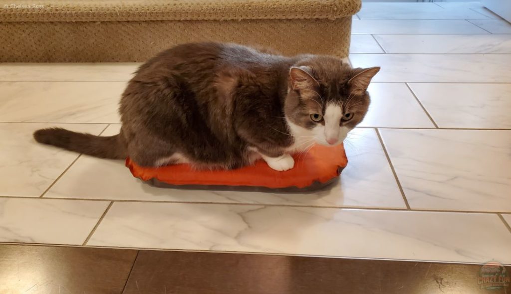 Rocky, our cat sitting on the orange MEC seat cushion. It helps to keep our butts warm x-country skiing. 