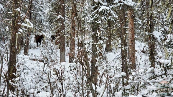 Four moose we encountered while backpacking into Jacques Lake Hut.