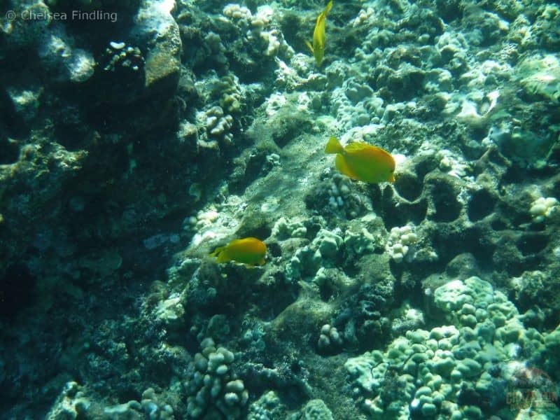 Include snorkelling in your activities in Maui for Couples.