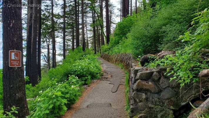 Narrow trail into lush greenery 