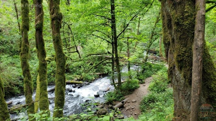 Creek running through the trees. 