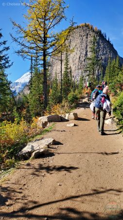 Banff Larch hikes including climbing up towards Lake Agnes Tea House. 