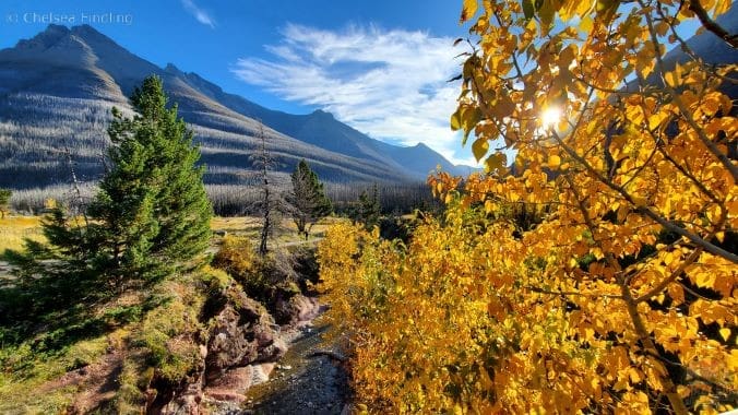 Looking through yellow leaves during Waterton fall.