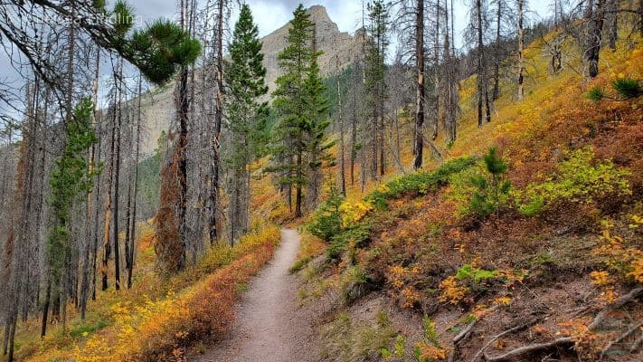 Changing fall colours in the forest.