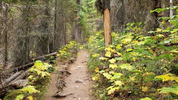 Trail in the forest