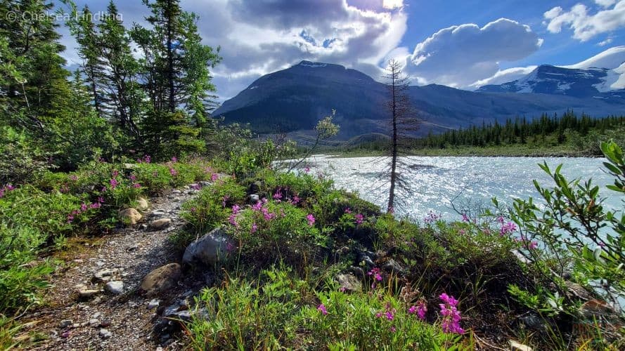View from the meadows with purple wildflowers looking up towards Snowbird Pass. 
