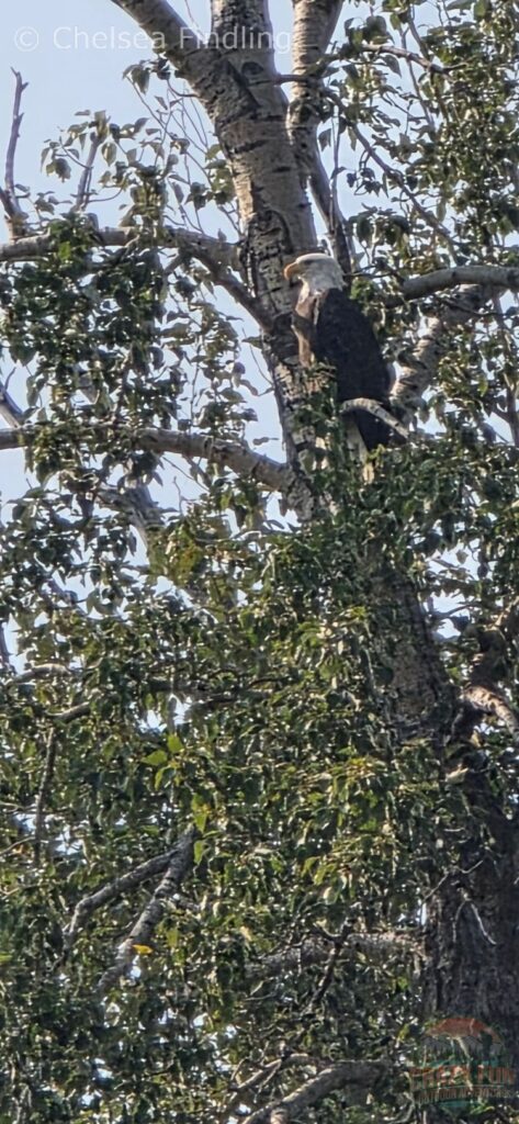 Bald eagle perched high in a tree.