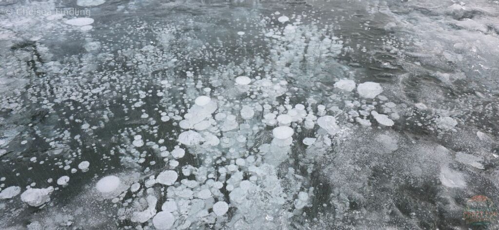 Close-up of frozen methane bubbles forming circular, pancake-like patterns beneath the clear ice of Abraham Lake.