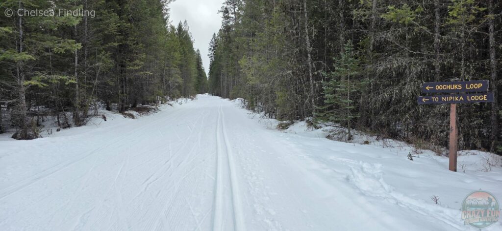 North cross-country skiing classic trail through a snowy forest.