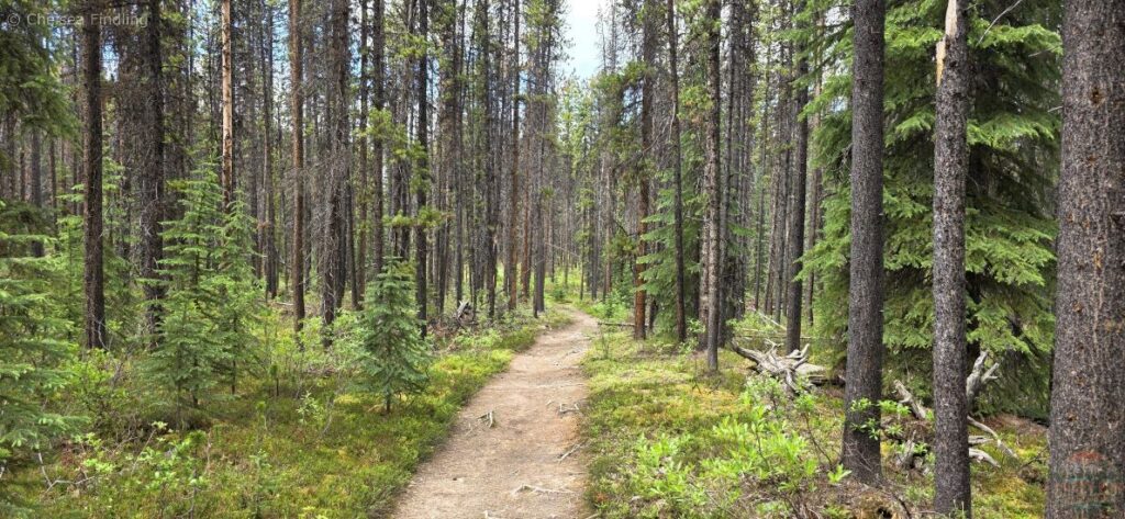 Walking down a forest trail