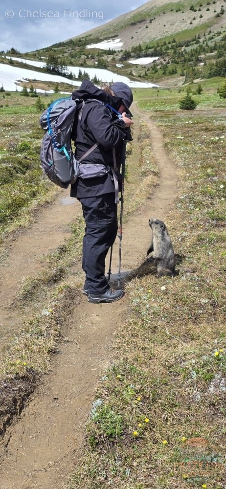 Hiker looking down at a marmot looking toward the camera
