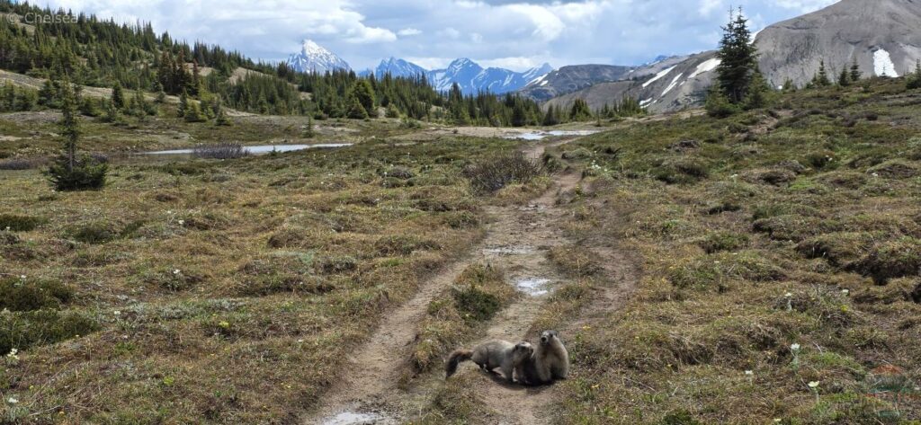 Marmots on the trail with mountains in the background
