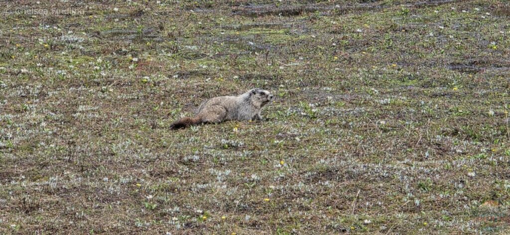 Marmot in grassy meadow.