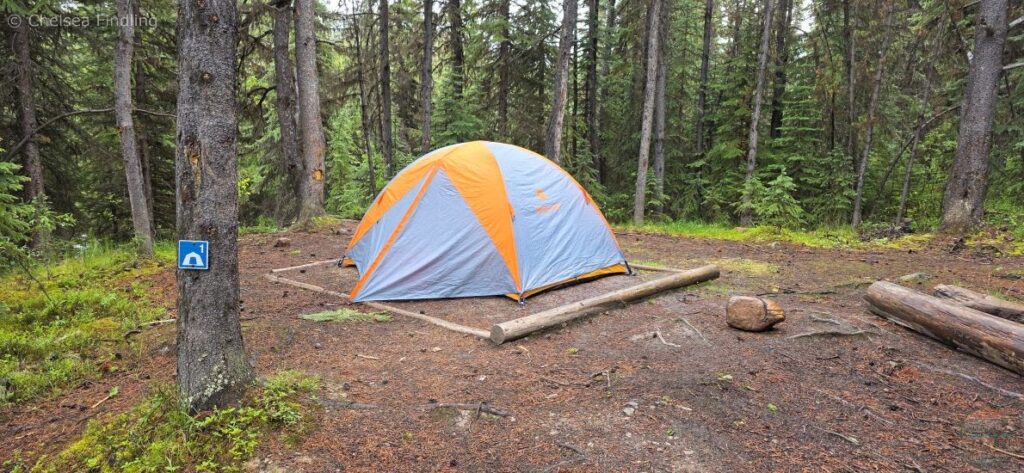 Tent set up on a designated tent pad at Evelyn Creek campground on the Skyline Trail. 