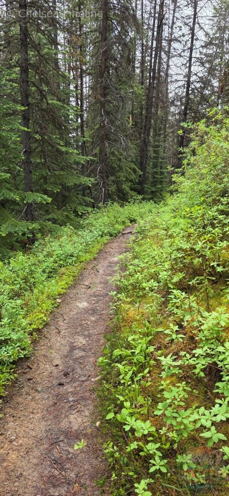Narrow muddy Skyline trail through the forest.
