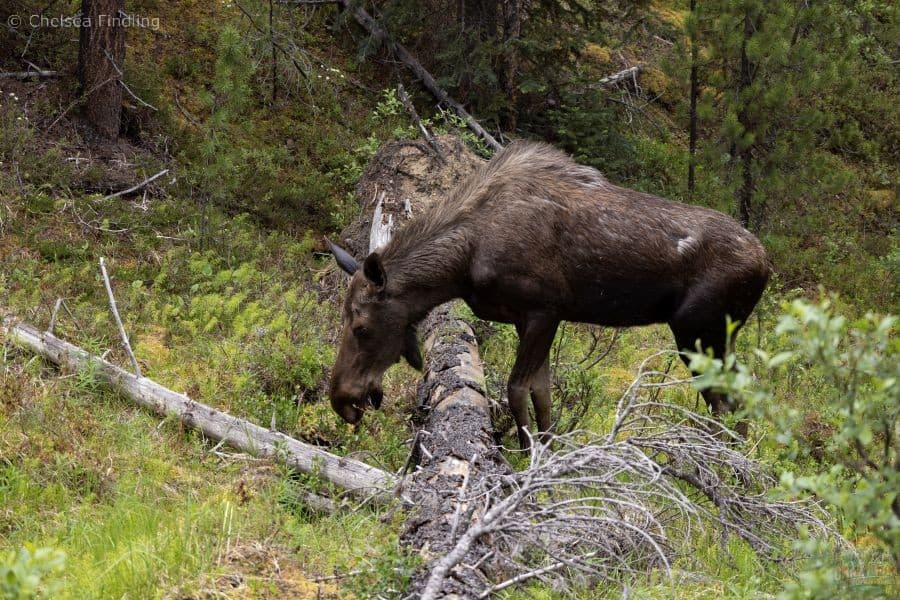 Moose on the Skyline Trail
